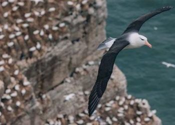 the story of the most lonely european bird and the journey that changed the world 123765