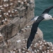 the story of the most lonely european bird and the journey that changed the world 123765