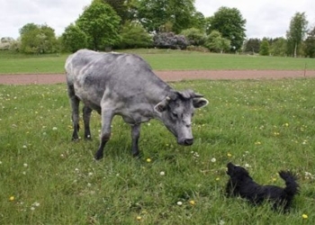 the story of the unique green cows in latvia 118491