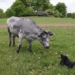 the story of the unique green cows in latvia 118491