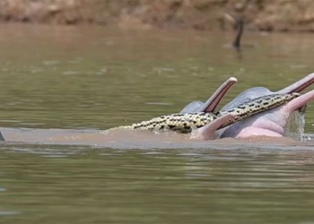 the strange crossing between the pig and the monster on the river 120367