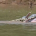 the strange crossing between the pig and the monster on the river 120367