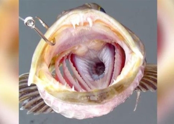 the strange fish with 555 teeth and 20 new teeth every day 117155