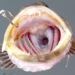 the strange fish with 555 teeth and 20 new teeth every day 117155