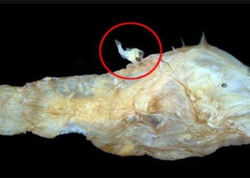 the strange reproductive style of the anglerfish 58045