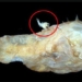 the strange reproductive style of the anglerfish 58045