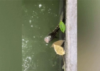 the strange video of the fish cutting off the head still living with eyes and mouth 123776