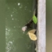 the strange video of the fish cutting off the head still living with eyes and mouth 123776