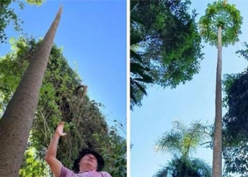 the tall papaya tree next to the 5 story building sets world record 120407