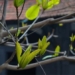 the truth about information on herbal remedies for treating illness saving hundreds of soldiers at hoa lo prison 121309