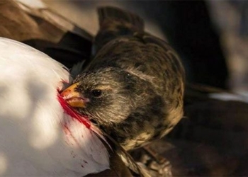 the truth about the bird dragon drinking poison 123204