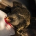 the truth about the bird dragon drinking poison 123204
