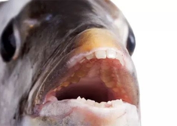 the truth about the fish with teeth like humans 120906