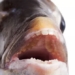 the truth about the fish with teeth like humans 120906