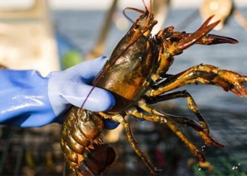 the truth about the painful feeling after being advised to stop eating shrimp 122965