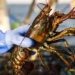 the truth about the painful feeling after being advised to stop eating shrimp 122965
