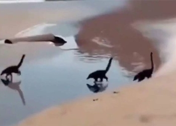 the truth behind the clip of dinosaurs running on the beach causing a social media sensation 120431