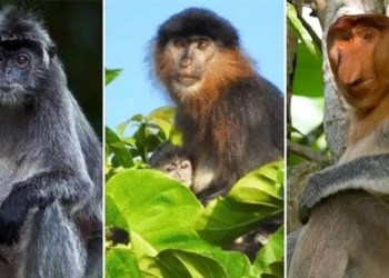the truth behind the mysterious ape in malaysia 121065