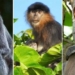 the truth behind the mysterious ape in malaysia 121065