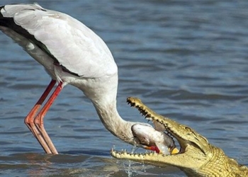 the truth behind the photo of the hedgehog with its head in the crocodile mouth 122962