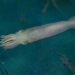 the type of squid that is most expensive named after us president joe biden 119274