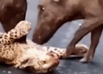 the unexpected attack of the large mai bao and the truth behind 120412