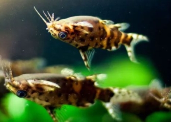 the unique fish species that egyptians use as a lucky charm 120622