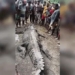 the village captures 7 meter long alligator eating human flesh 118511