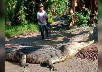 the village girl catches a crocodile up to 4 3m long 121402