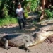 the village girl catches a crocodile up to 4 3m long 121402