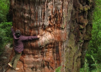 the world is there a tree that lives over 5000 years 120662