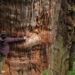 the world is there a tree that lives over 5000 years 120662