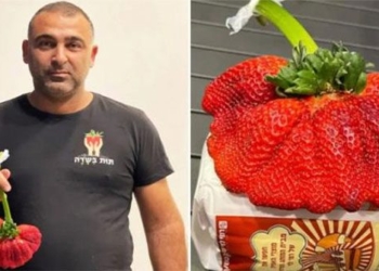 the worlds heaviest strawberry weighs 24 times the average 118905