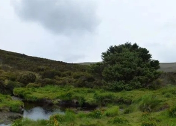 the worlds most lonely tree keeps a big secret 122813