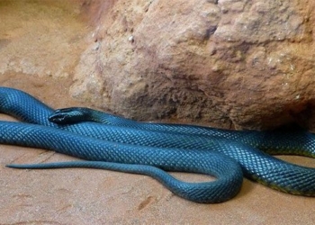 the worlds number 1 venomous snake and the mulga snake unexpectedly deadly battle 122969