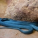 the worlds number 1 venomous snake and the mulga snake unexpectedly deadly battle 122969