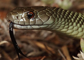 the worlds second deadly snake and the nightmare among the day named the killer of killer 118647