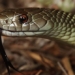 the worlds second deadly snake and the nightmare among the day named the killer of killer 118647