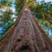 the worlds tallest tree will be fined 5000 usd 122107