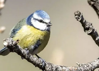 there are no long spiral wooden snake woodpecker species becoming most rare in the true meaning 122378