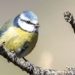 there are no long spiral wooden snake woodpecker species becoming most rare in the true meaning 122378