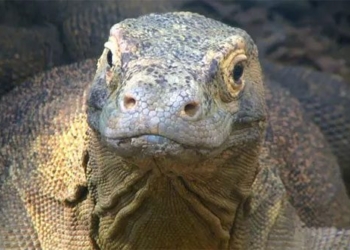 these children do not need a dog to reproduce the natural world is really strange 118012