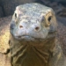 these children do not need a dog to reproduce the natural world is really strange 118012