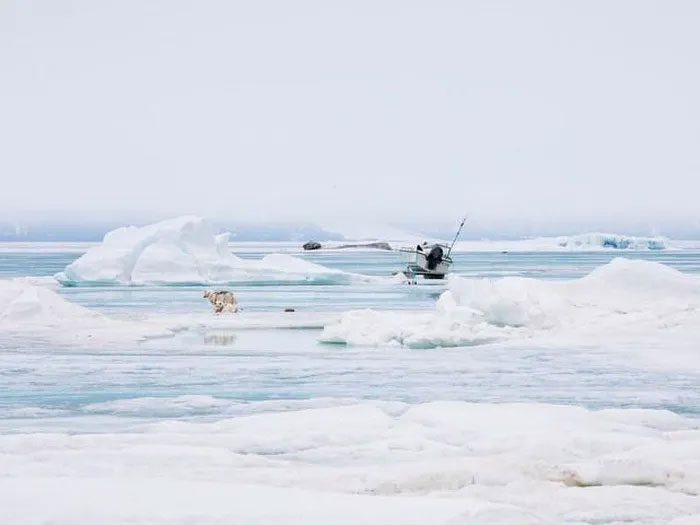 When the sea ice is not thick enough for dog sledding