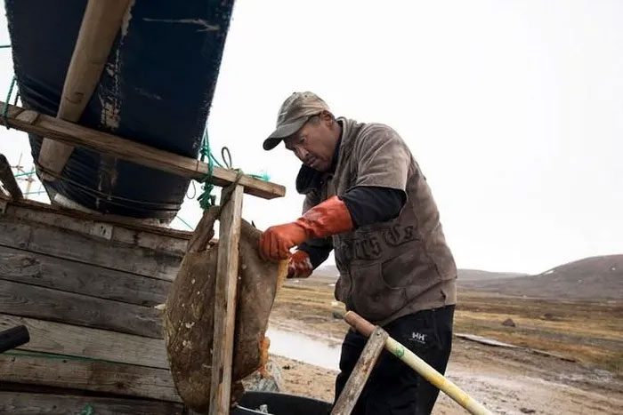 A hunter preparing to butcher a seal