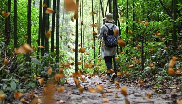 Butterfly paradise in the Hong River Valley, Yunnan Province, China.