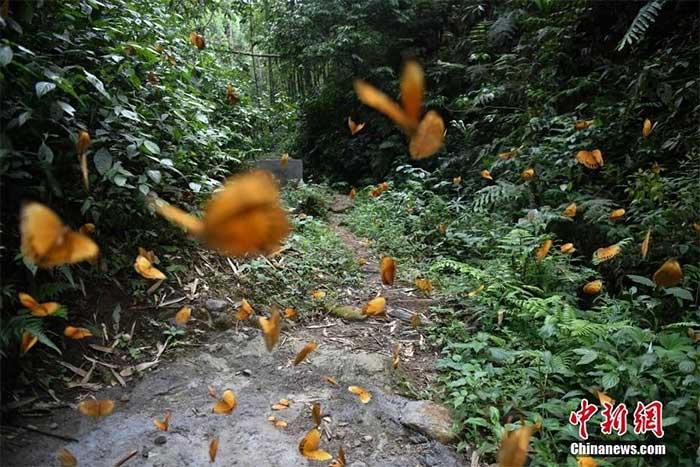 Butterfly paradise in the Hong River Valley, Yunnan Province, China.