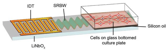 Device for differentiating mesenchymal stem cells into bone cells