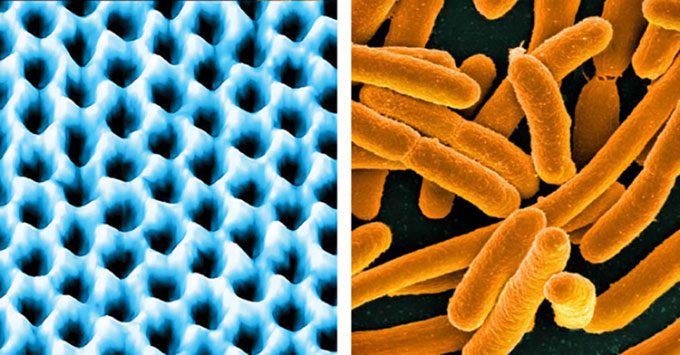 Graphene material (left) and E. coli bacteria (right) viewed under a microscope.