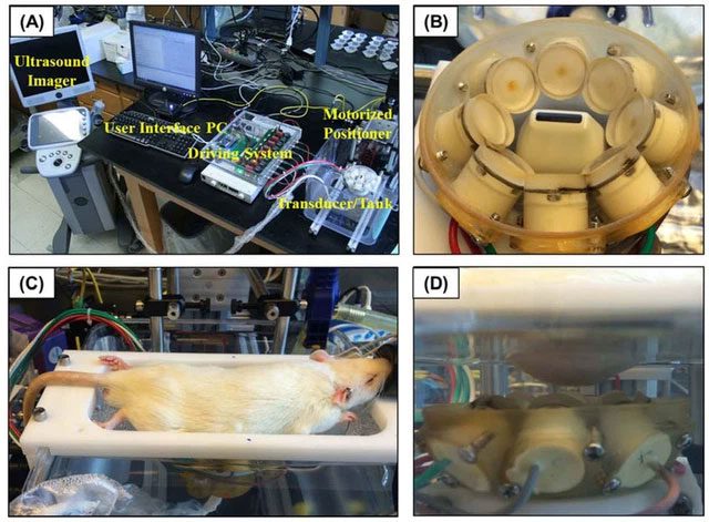 Of the treated mice, 9 out of 11 showed remission and did not relapse.